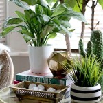 Plant Coffee Table Styling